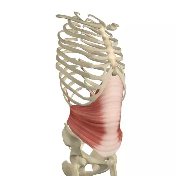 muscle transverse -muscle profond - sangle abdominale-yoga- cours collectif-périnée