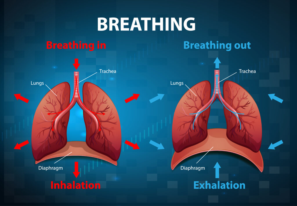 respiration abdominale- yoga - cours de yoga